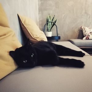 Pet friendly  at Apuro Vegan Bar in Porto