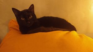 Betisco é uma ótima companhia. at Apuro Vegan Bar in Porto