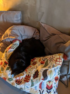 The cat at Apuro Vegan Bar in Porto