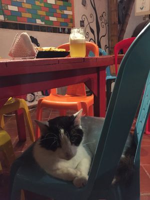 My dinner companion   at Casa del Ritmo in Santa Marta