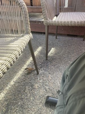 A little house sparrow under the table helping us clean up! #Veganuary at Plumeria in Encinitas