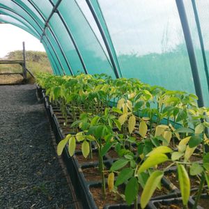 Sadhana Forest Kenya's nursery at Sadhana Forest in Maralal