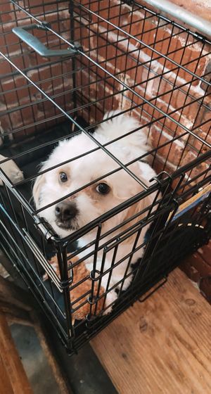 the workers dog bahahah  at Mao's Kitchen in Venice