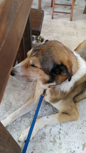 Misoy gets some rest at AVIT after the chiropractor at Avit in Athens