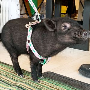 Visitas  at Wave 269 in Ericeira