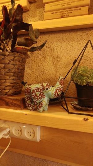 cute elephant at Shakti in Beer Sheva