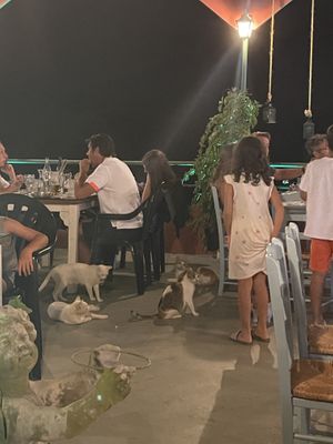 Gatti a far compagnia in una atmosfera molto relax   at Isalos in Zakynthos