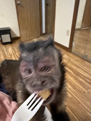   at Taste of Thai in East Lansing