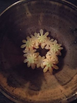  at Seven Swans in Frankfurt