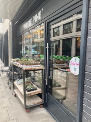  at White Pine in London