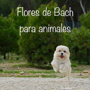Flores de Bach para animales.  at Ideya Verde in Zaragoza