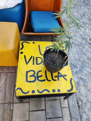  at Namaste Vegan Food in Guatape