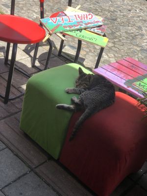 Resident Kitty  at Namaste Vegan Food in Guatape
