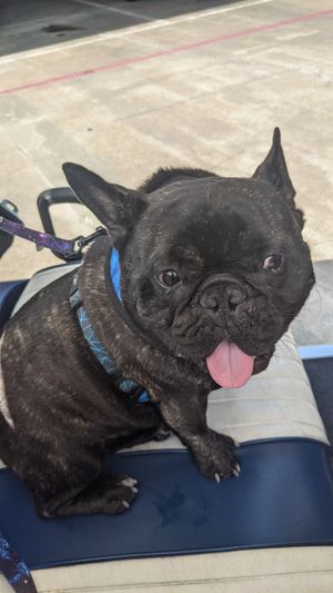 Dog friendly on their patio! at Belenty's Love in Granbury