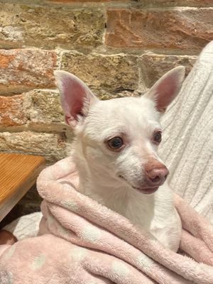   at Sweet Ima in Gorinchem