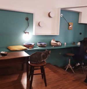   at Crazy Cat Café in Milan