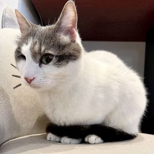   at Crazy Cat Café in Milan