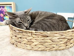   at Crazy Cat Café in Milan