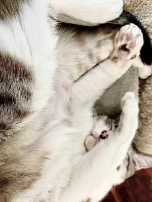   at Crazy Cat Café in Milan