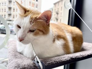   at Crazy Cat Café in Milan