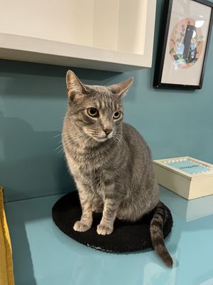   at Crazy Cat Café in Milan