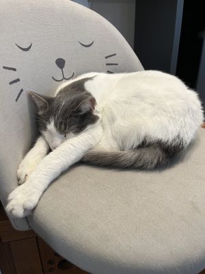   at Crazy Cat Café in Milan