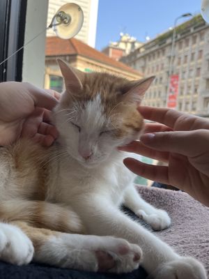   at Crazy Cat Café in Milan