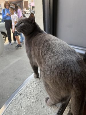   at Crazy Cat Café in Milan
