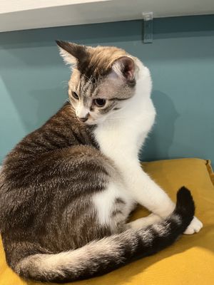   at Crazy Cat Café in Milan