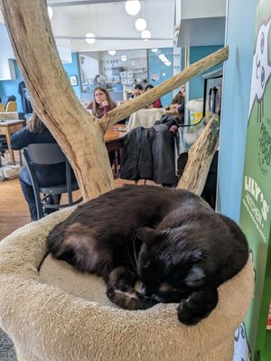  at Crazy Cat Café in Milan