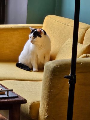  at Crazy Cat Café in Milan