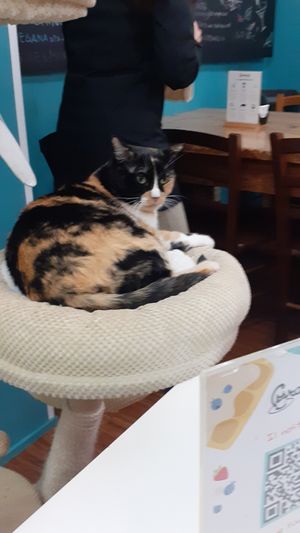 Mina at Crazy Cat Café in Milan