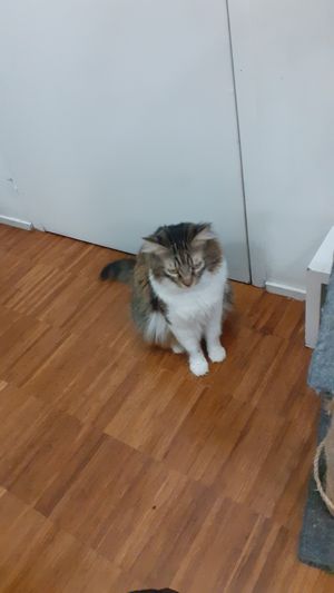 Gaber at Crazy Cat Café in Milan