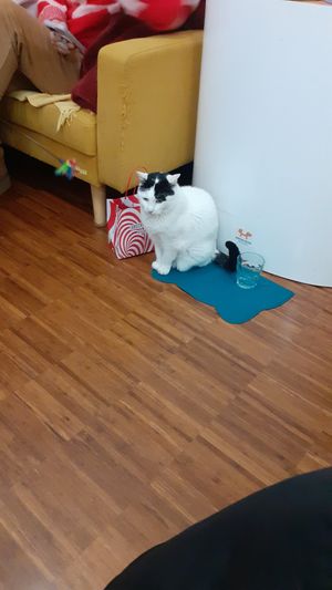 Blondie at Crazy Cat Café in Milan