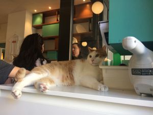cats are always up for cuddles at Crazy Cat Café in Milan