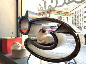 Crazy cats cafe at Crazy Cat Café in Milan