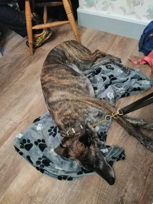 dog was provided a blanket as well as treats and water! at Teacup Tearoom in Mevagissey