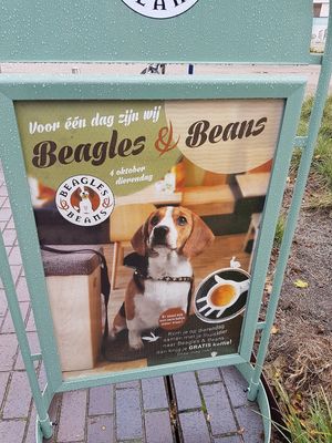 special treat for world animal day at Bagels & Beans - Hofvijver in Den Bosch