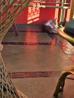 #Veganuary at Koulchi Zine in Marrakech