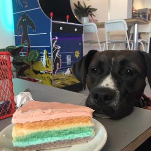 Rainbow cake at Epicurieus in The Hague