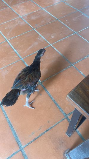 Chicken that roams around (hopefully not for their chicken dishes!)   at Seapony Bungalow in Koh Rong