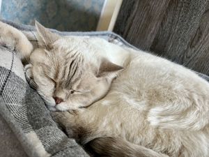 sleepy cat at Katzentempel - Leipzig Ost in Leipzig
