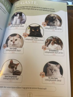 Cats   at Katzentempel - Leipzig Ost in Leipzig