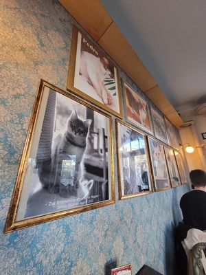 Cats in frames 🖼️   at Katzentempel - Leipzig Ost in Leipzig