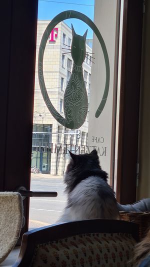 🖤🐈‍⬛🐈 at Katzentempel - Leipzig Ost in Leipzig