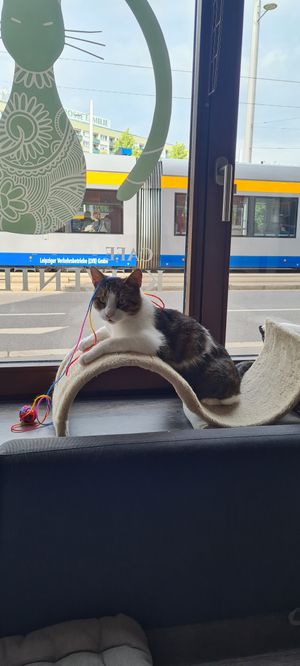 Funny cat at Katzentempel - Leipzig Ost in Leipzig