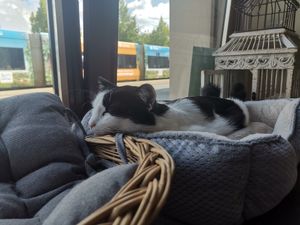 schlafende Wanda at Katzentempel - Leipzig Ost in Leipzig