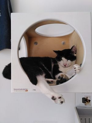  at Katzentempel - Leipzig Ost in Leipzig