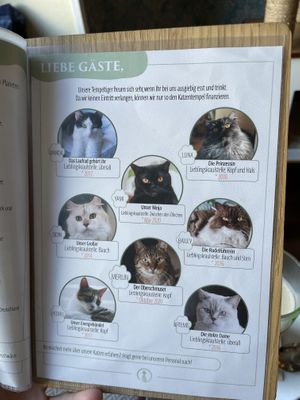 the cats  at Katzentempel - Leipzig Ost in Leipzig