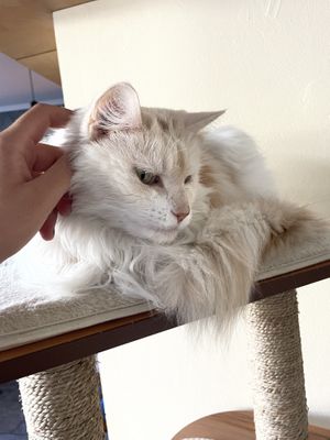 odin  at Katzentempel - Leipzig Ost in Leipzig